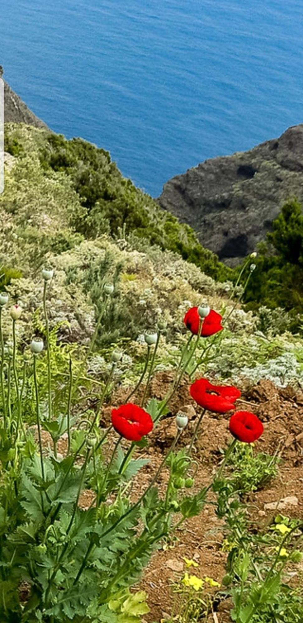 The Poppies Guest House - 100M Ocean - Private Spaces קנדלריה מראה חיצוני תמונה